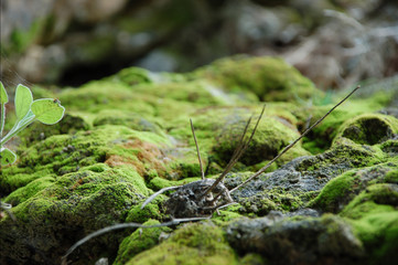 the mold growing on stones after the rain