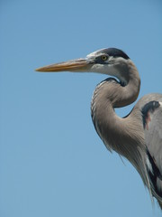 great blue heron profile