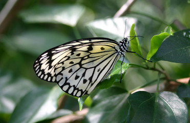 beautiful butterfly with wings closed