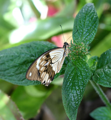 close up image of a beautiful butterfly