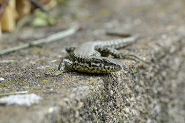 lézard