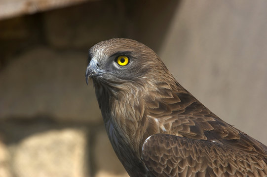 falco della palude