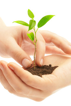 human hands and young plant