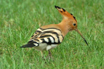 le plumage de la huppe