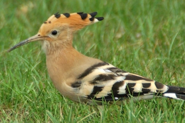 la huppe © Photo Passion