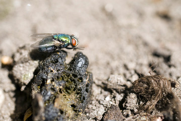 fly on the shit