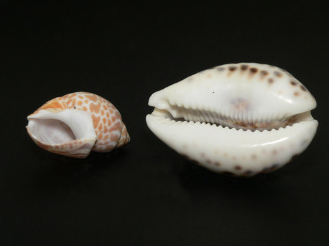 babilonia del japon ciprea atigradda