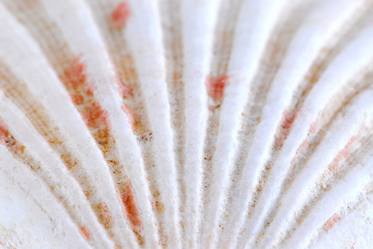 seashell surface