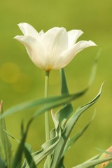 tulipe blanche