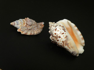 caracola aurea caracola de la india