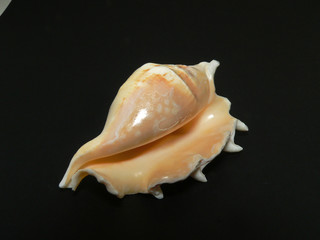 concha de mozambique