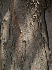 honey locust bark detail