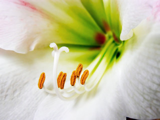 amarillis