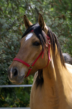 portrait de lusitanien