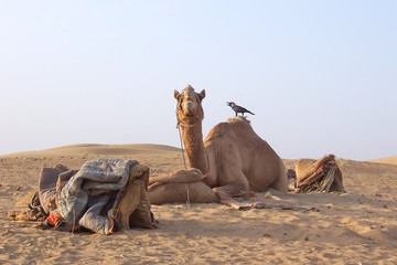 camel with a bird on his back, jaisalmer desert, india