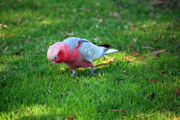 australien_07_0276
