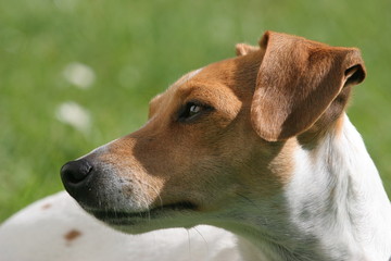 jack russell de profil