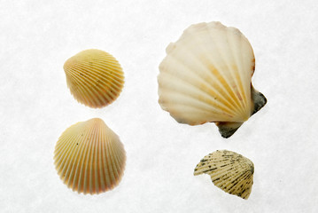 sea shell of sea