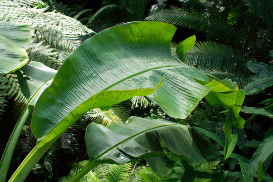 Fototapeta tropical leaf big