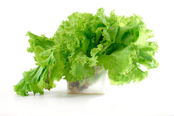 green lettuce