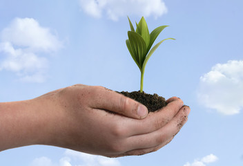 boy holding seedling in cupped hands, close up on
