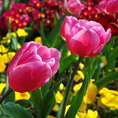 colourful spring tulips in full bloom