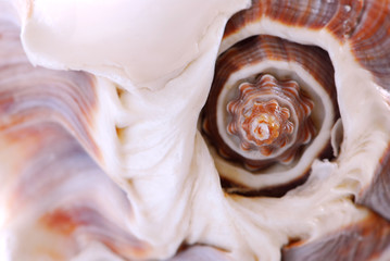 seashell fragment