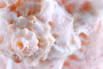 seashell surface