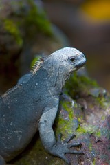 galapagos iguana