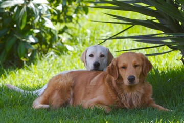 dogs