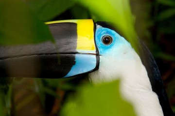 tucan