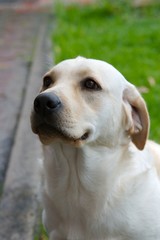 labrador retriever