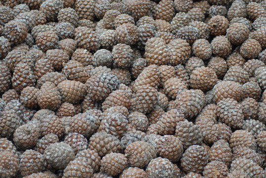 pigne di san rossore