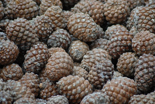 pigne di san rossore