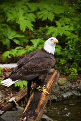 Bald Eagle