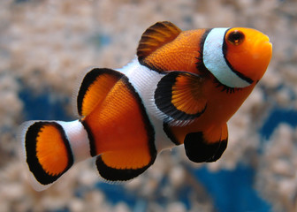 clownfish