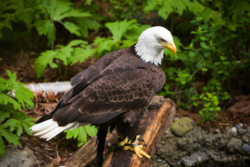 Obraz premium Bald Eagle