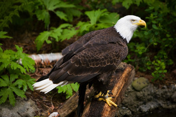 eagle