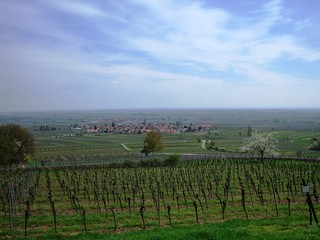 Fototapeta premium panorama pfalz