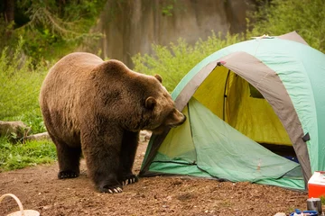 Fotobehang camping © Mat Hayward