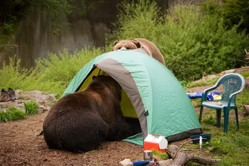 Foto op Aluminium bear tent camp © Mat Hayward