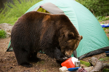 Grizzly Bear Camp