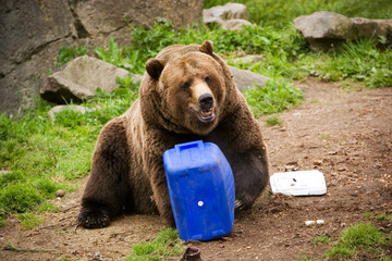 grizzly bear