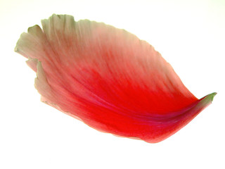 Blütenblatt einer Baumpfingstrose 03