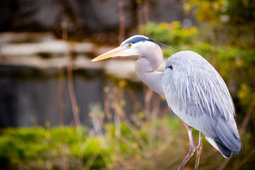 Blue Heron