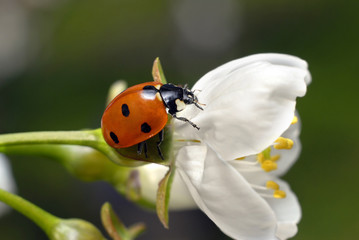 ladybug on white flower