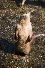 Otter