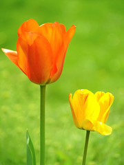 orange and yellow tulips in the garden
