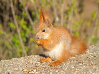 squirrel eats a nut