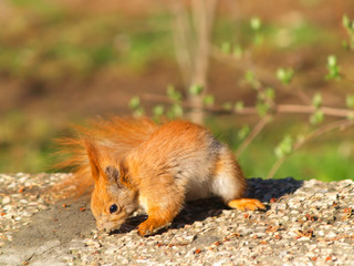squirrel eats a nut